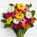 Colorful Birthday Daisies