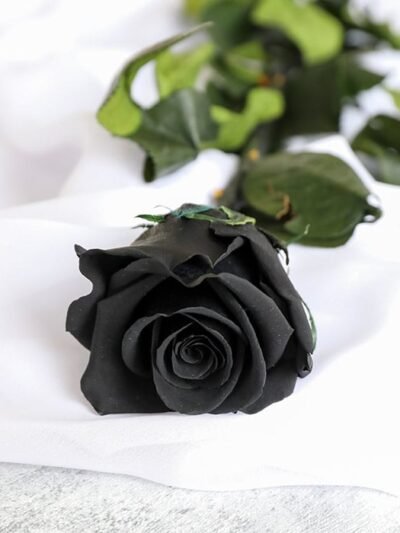 Single Black Rose